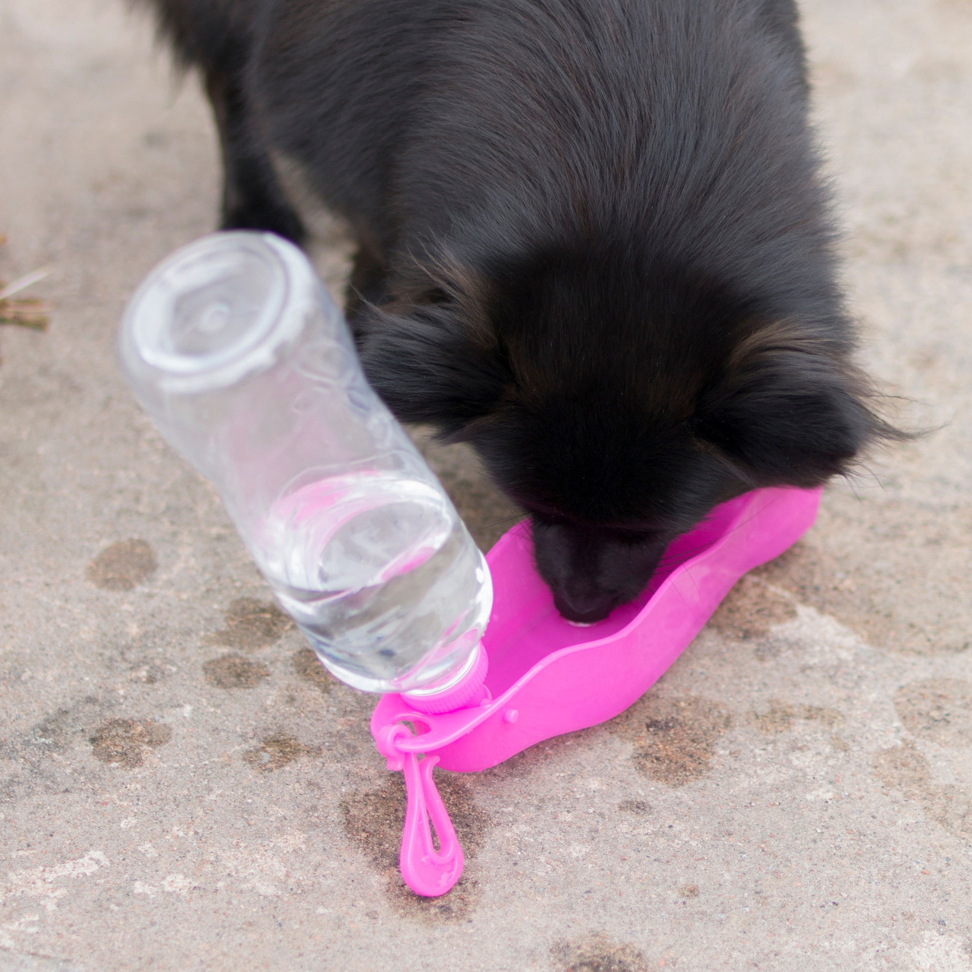Mille -matkapullo 500 ml Nordic Pet Shop