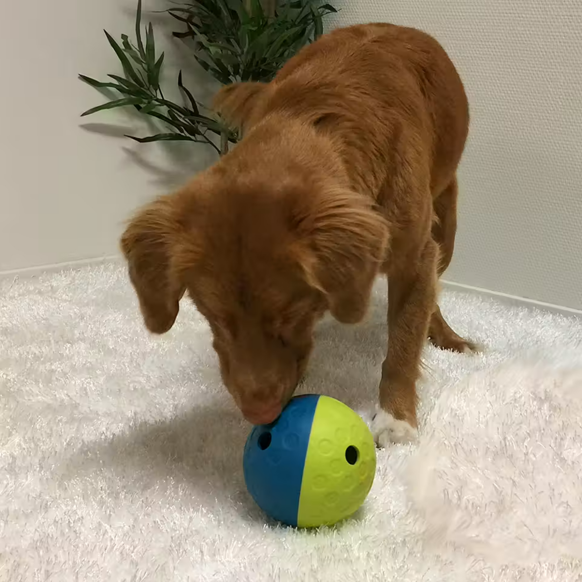 Nina Ottosson Tumble S -aktivointipallo, taso 1, turkoosi/vihreä Nordic Pet Shop