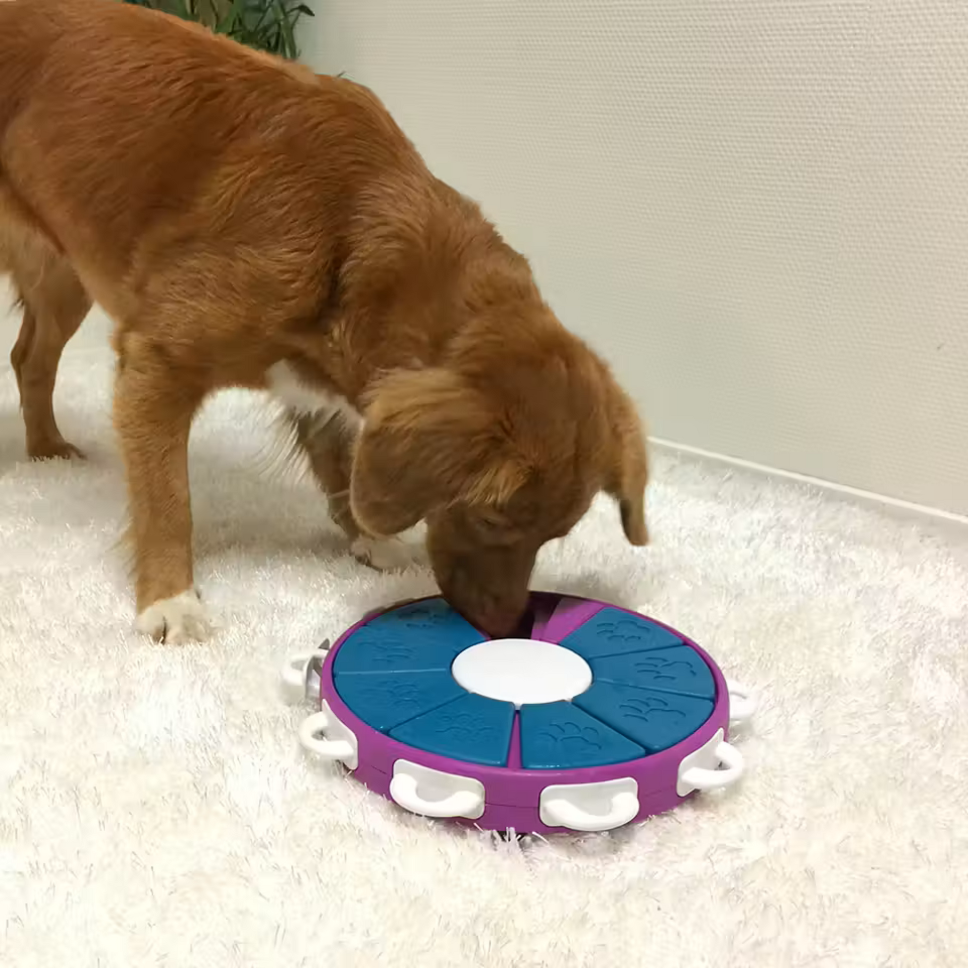 Nina Ottosson Twister -aktivointilelu koiralle, taso 3, turkoosi Nordic Pet Shop