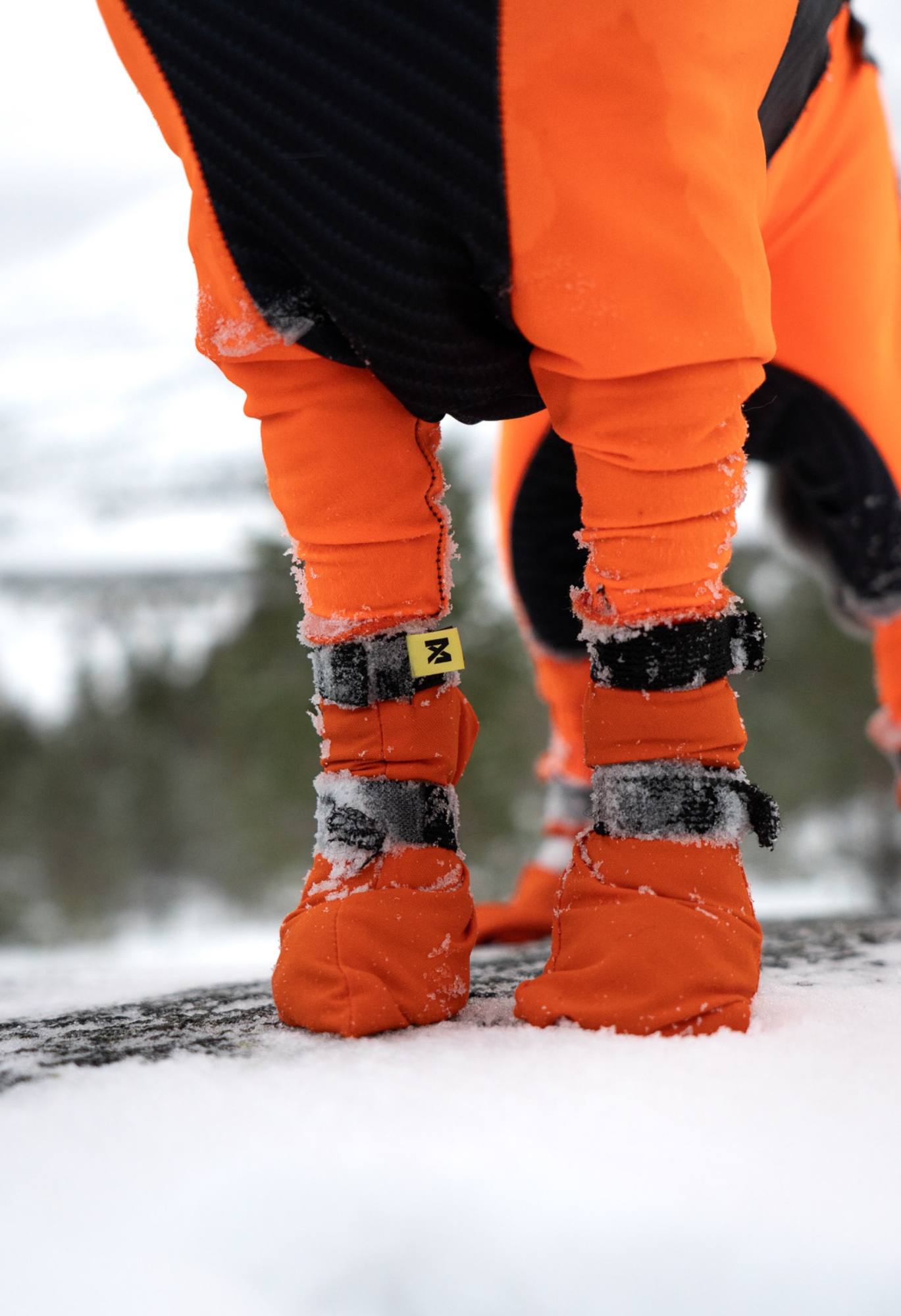 Non-stop Contact bootie high koiran tossut 4 kpl Nordic Pet Shop