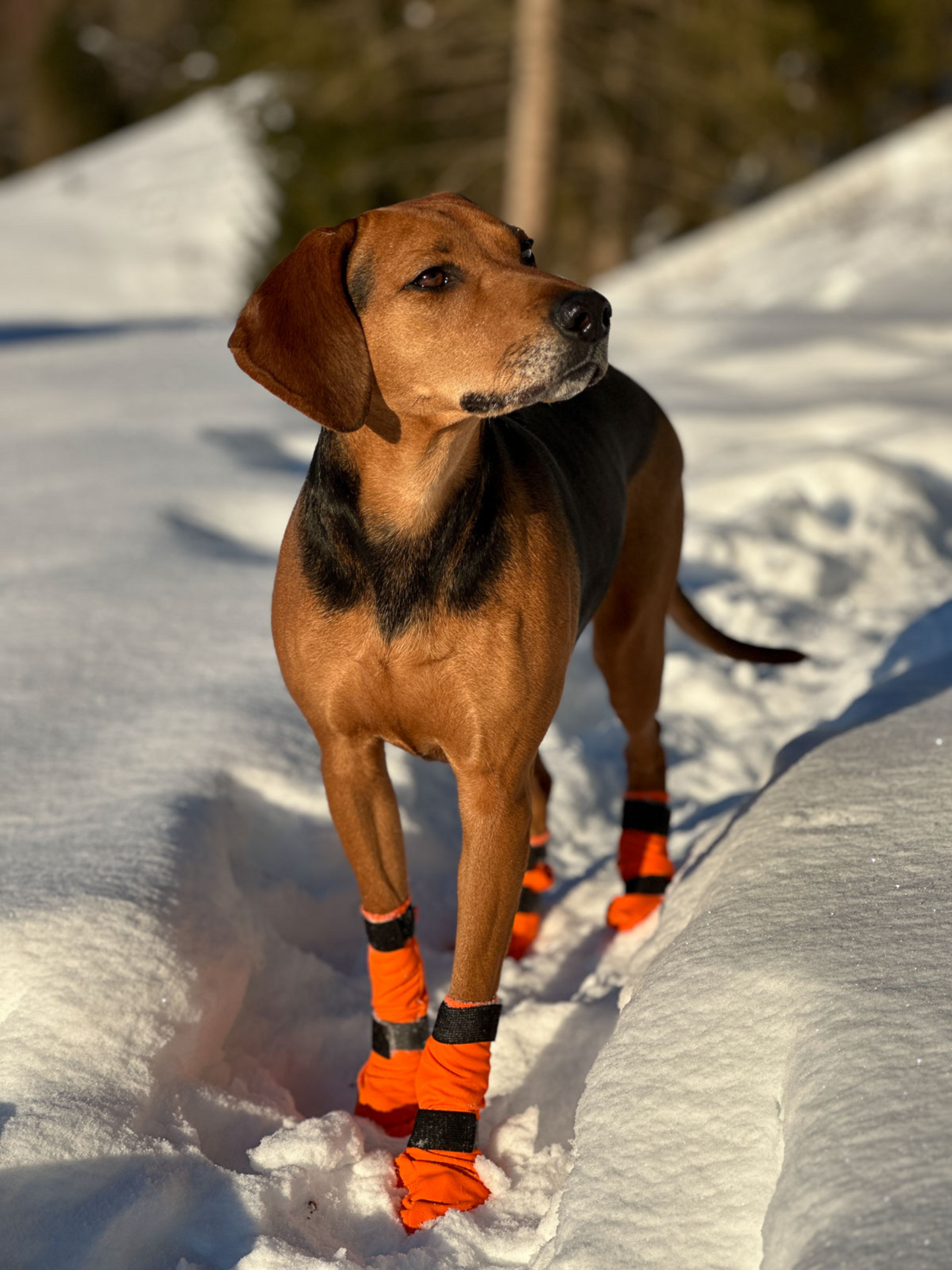 Non-stop Contact bootie high koiran tossut 4 kpl Nordic Pet Shop