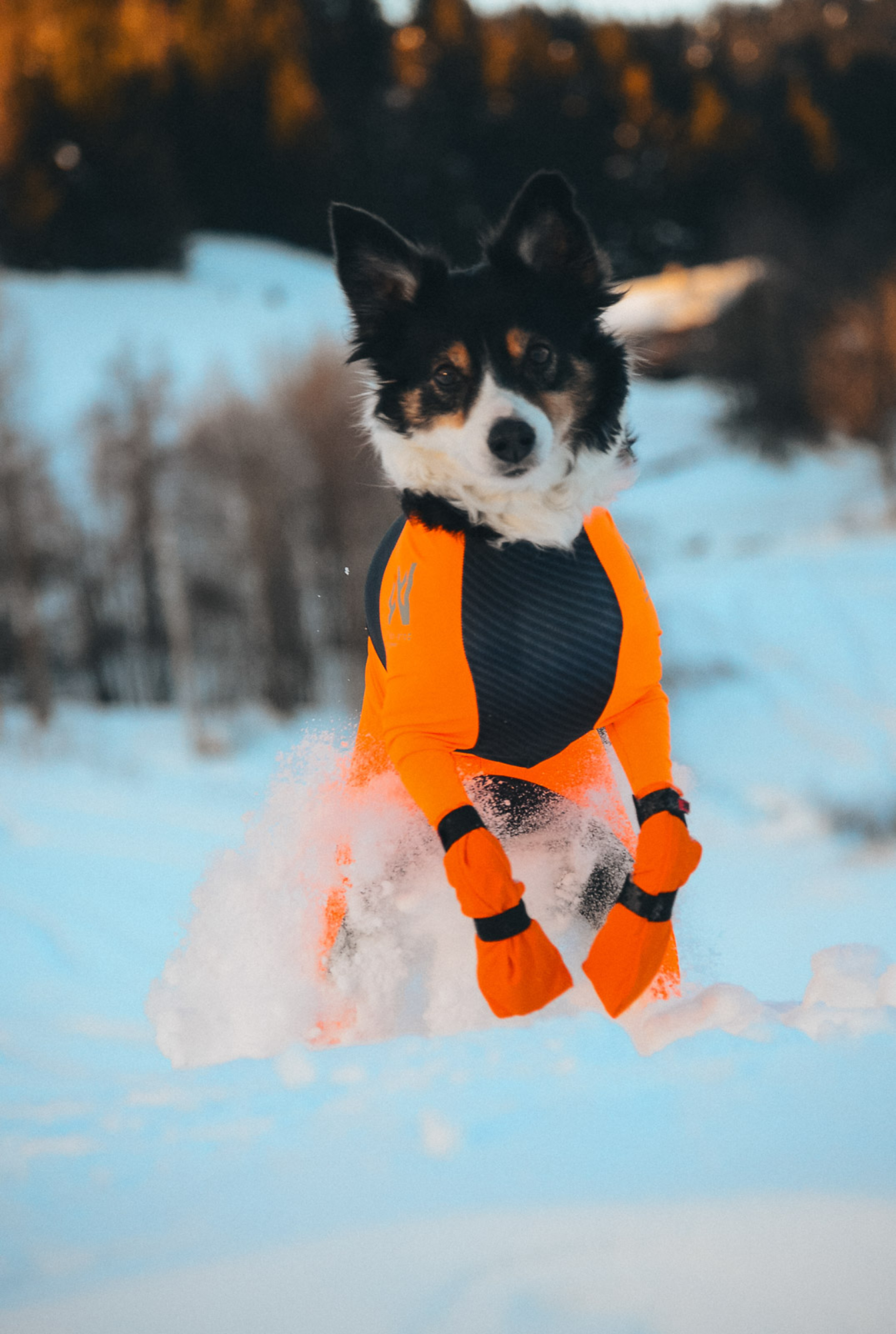 Non-stop Contact bootie high koiran tossut 4 kpl Nordic Pet Shop
