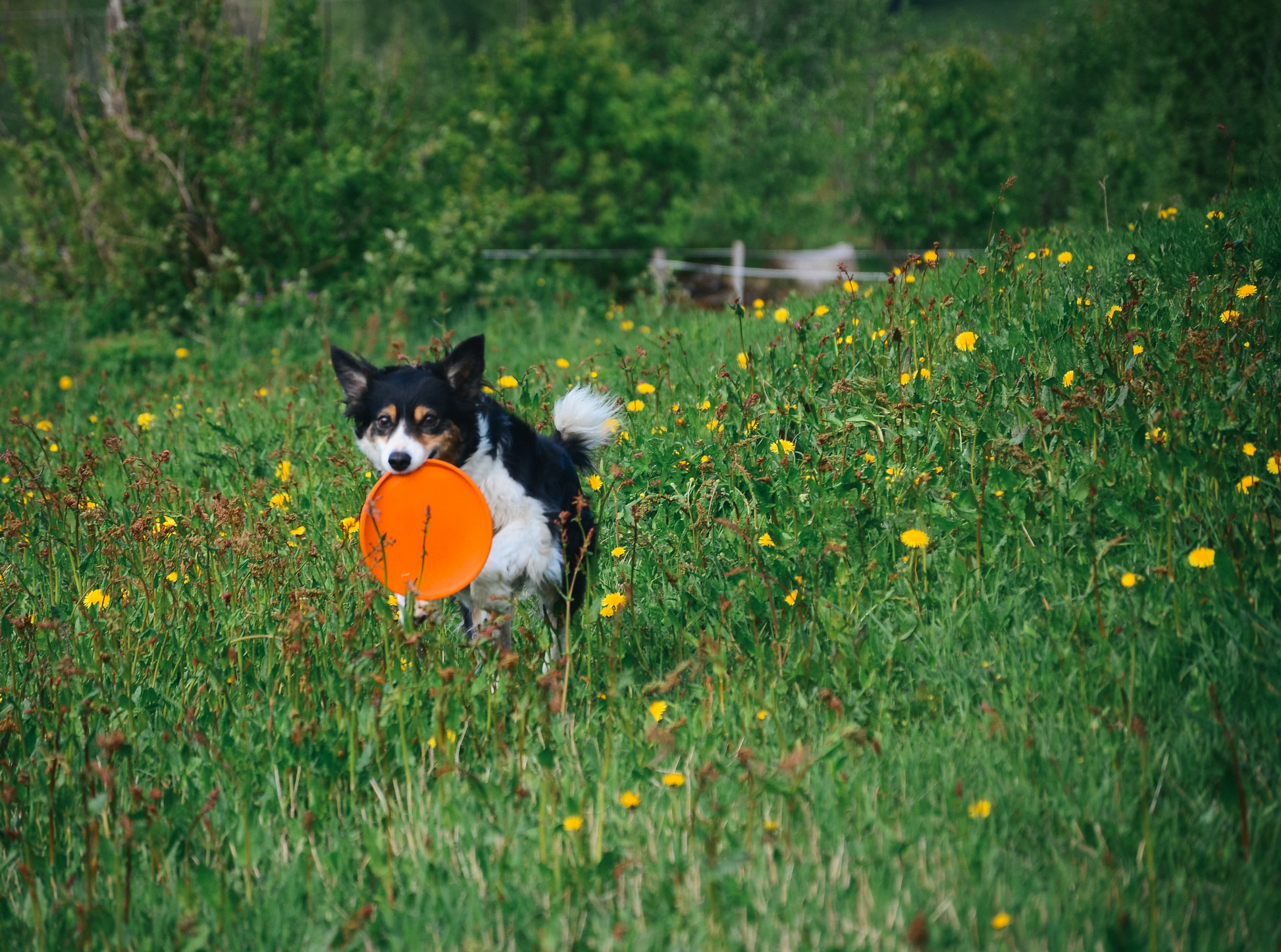 Non-stop Dog flying disc -frisbee koiralle Nordic Pet Shop
