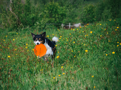 Non-stop Dog flying disc -frisbee koiralle Nordic Pet Shop