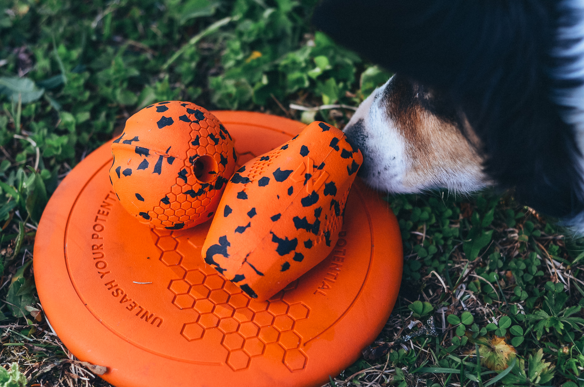 Non-stop Dog flying disc -frisbee koiralle Nordic Pet Shop