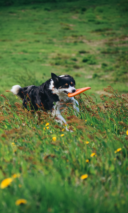 Non-stop Dog flying disc -frisbee koiralle Nordic Pet Shop