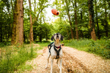 Non-stop Dog throw toy -koiranlelu