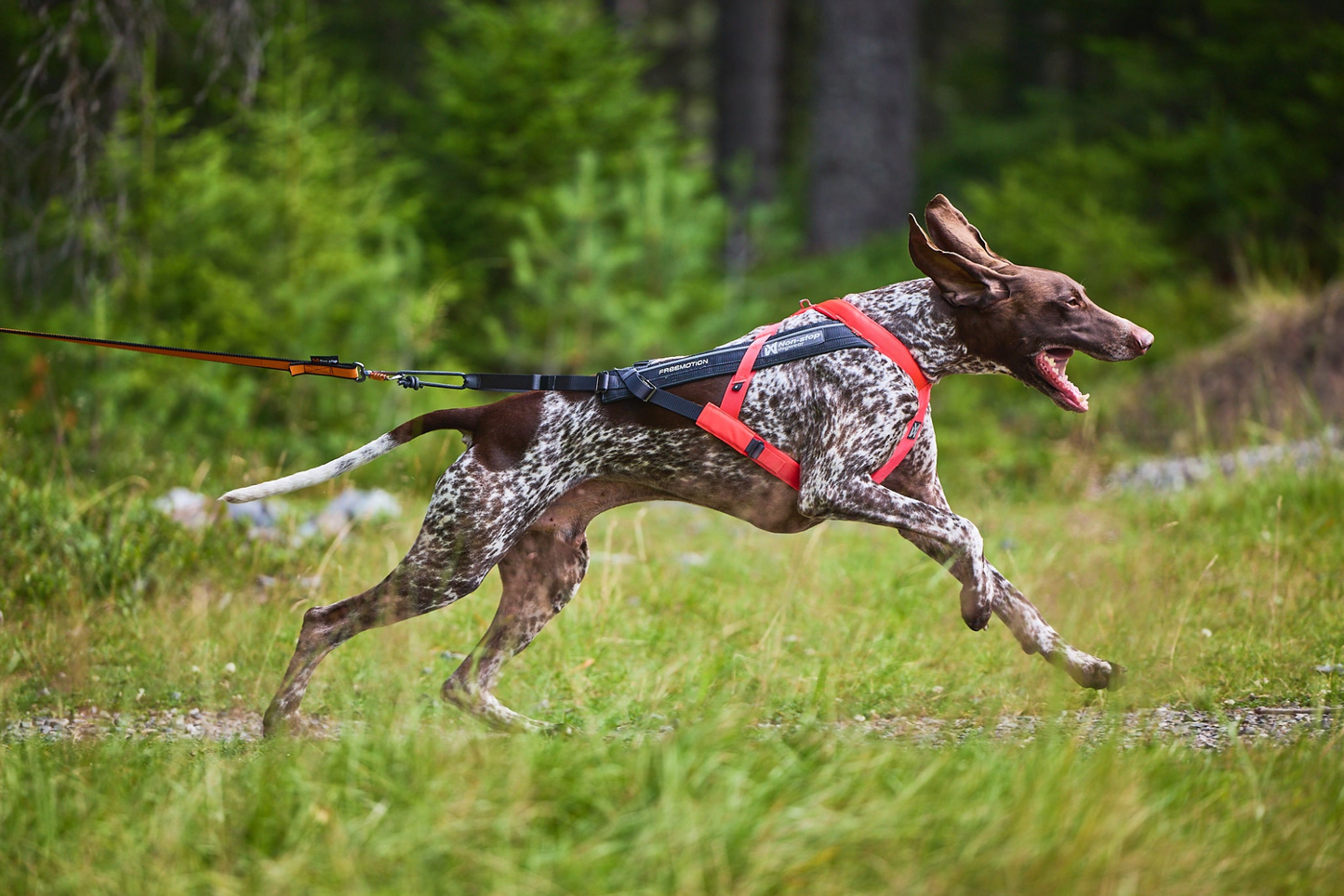 Non-Stop Dogwear Freemotion harness 5.0 -vetovaljaat, pink/grey Nordic Pet Shop