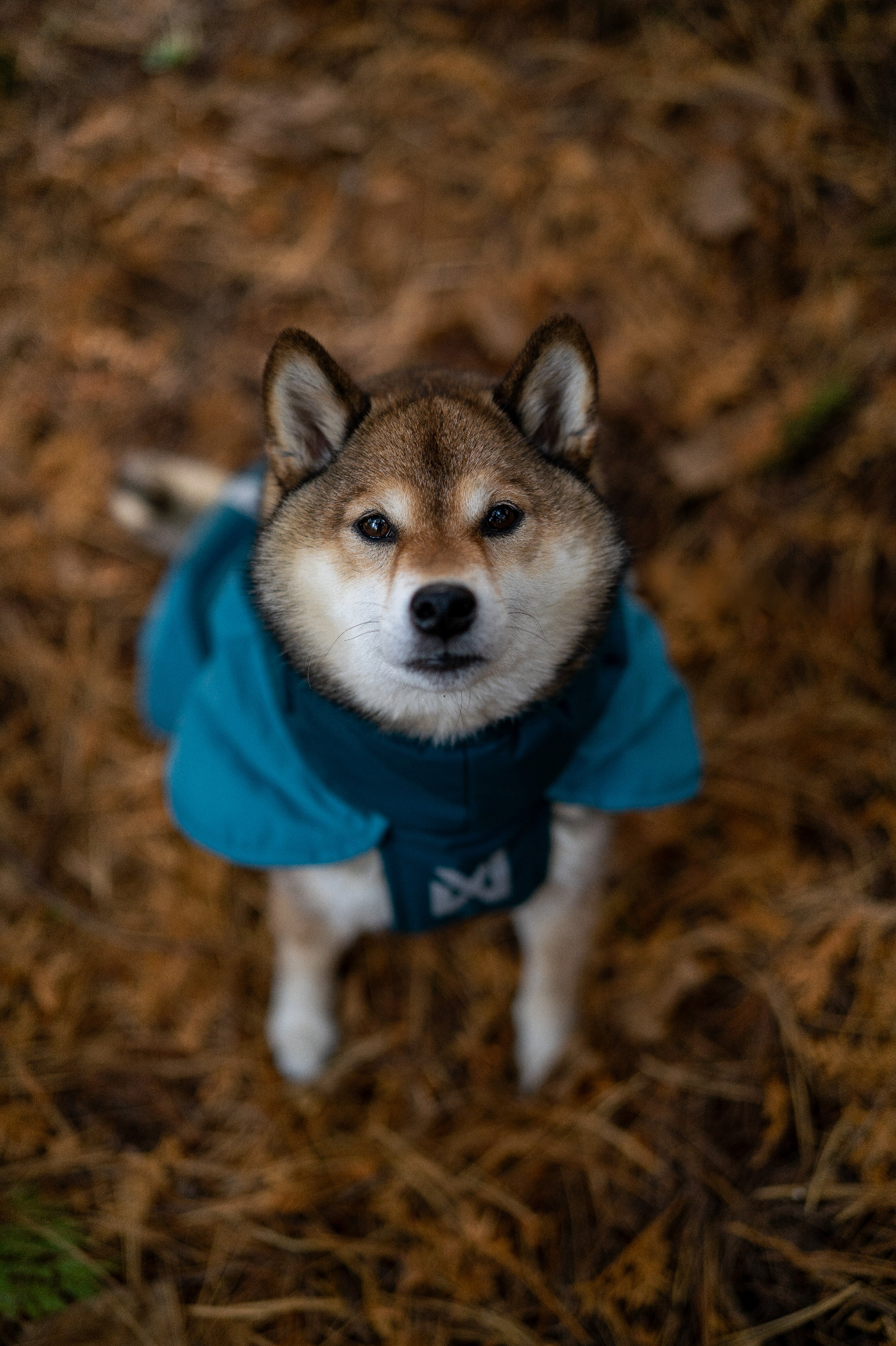 Non-stop Glacier jacket 3.0 koiran talvitakki Nordic Pet Shop