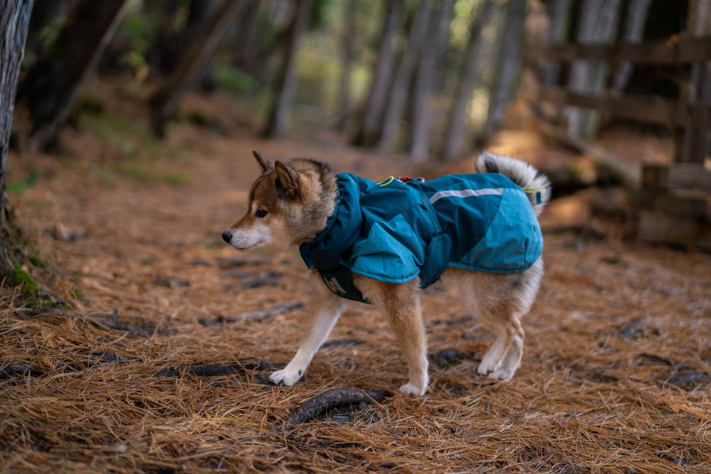 Non-stop Glacier jacket 3.0 koiran talvitakki Nordic Pet Shop