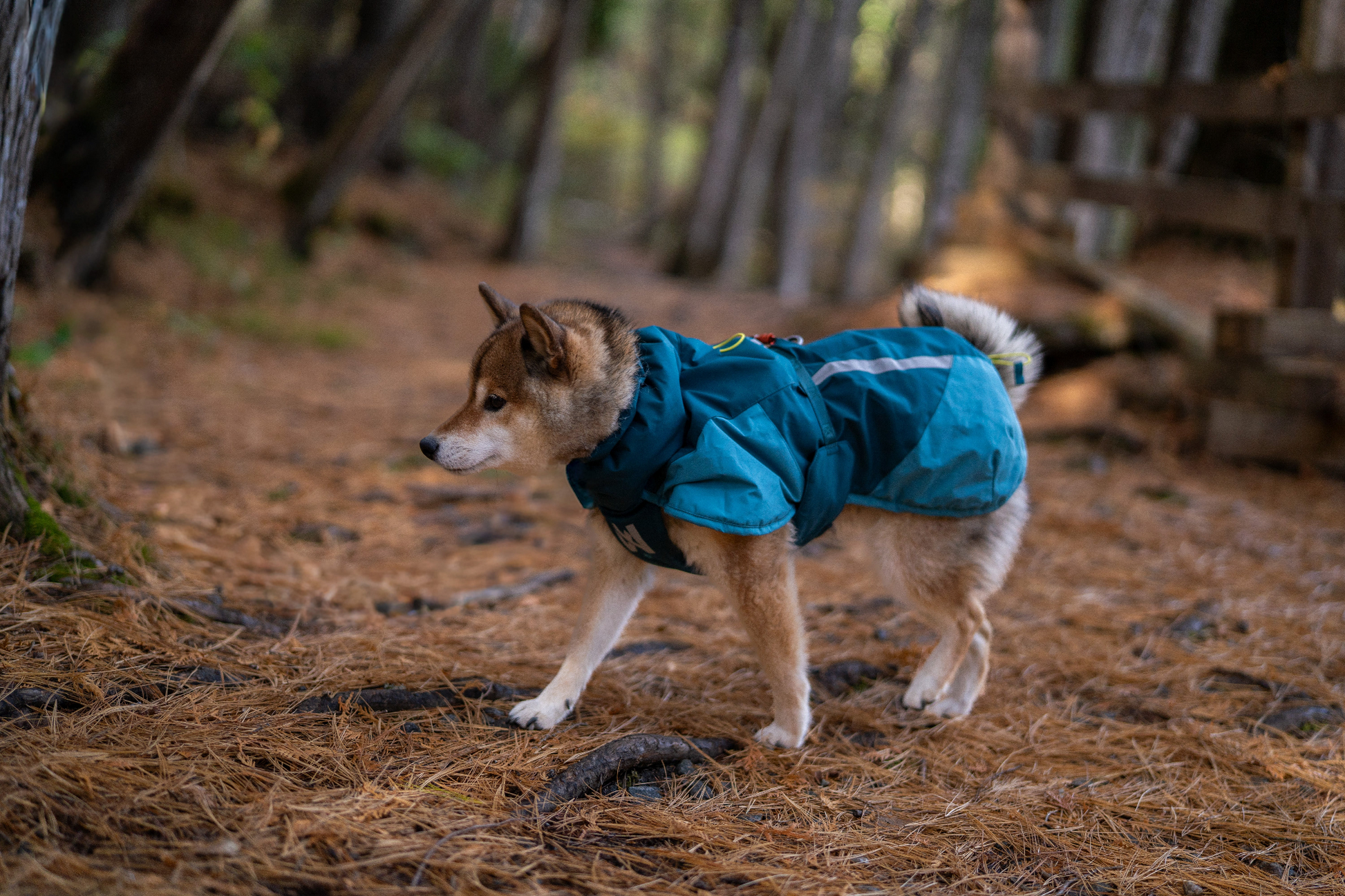 Non-stop Glacier jacket 3.0 koiran talvitakki Nordic Pet Shop