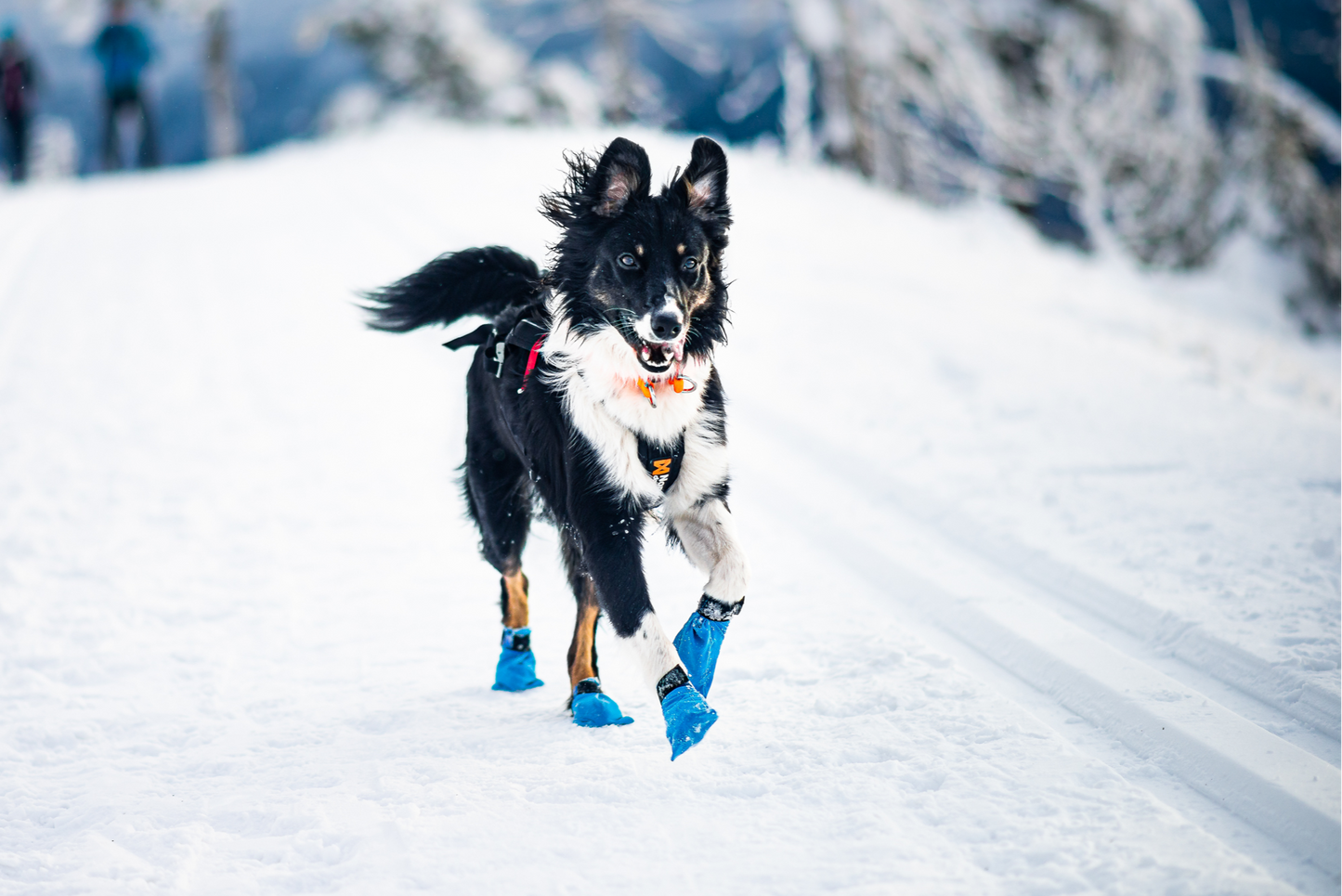 Non-stop Long Distance Bootie 4 kpl koiran tossut