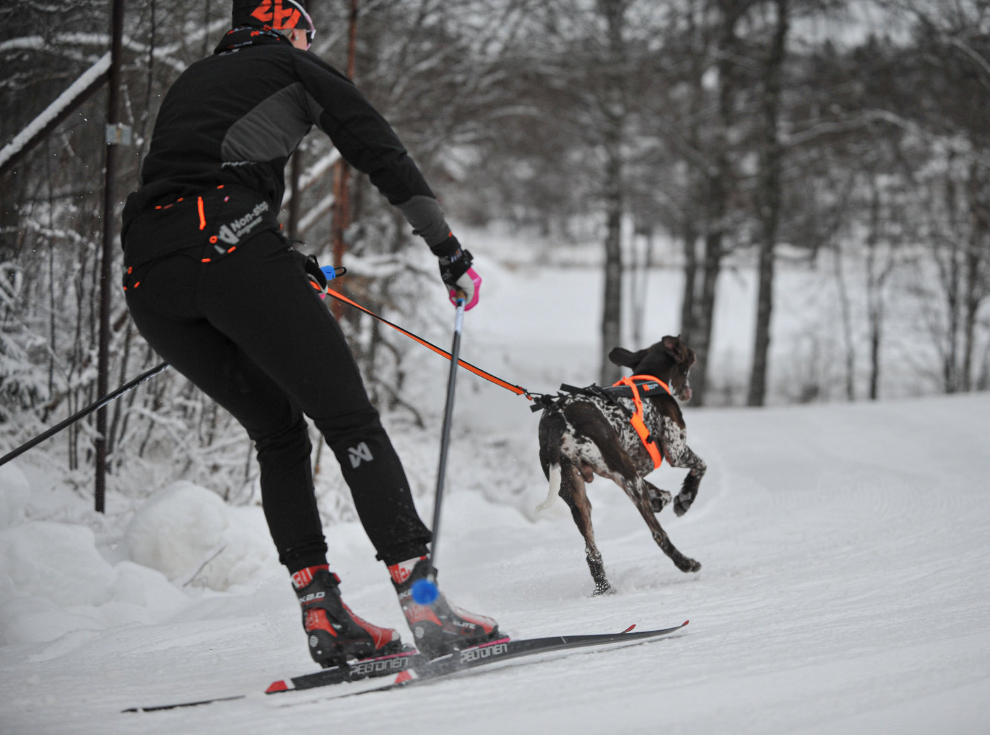 Non-stop Løype belt pro hiihto-/vetovyö, black Nordic Pet Shop