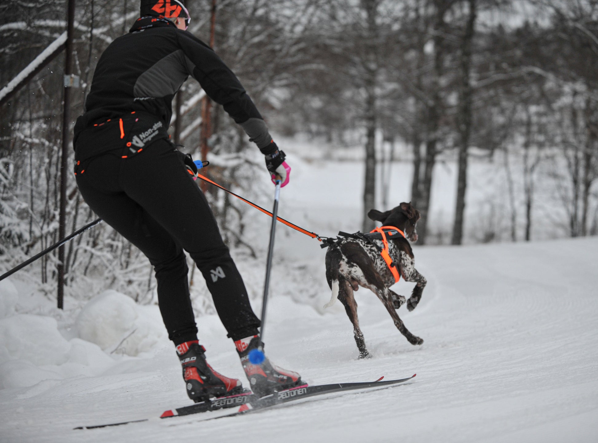 Non-stop Løype belt pro hiihto-/vetovyö, black Nordic Pet Shop
