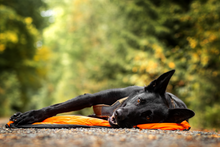 Non-stop Protector Bivvy Bed