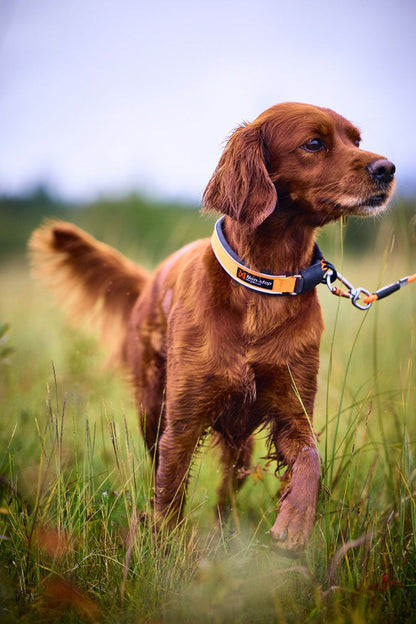Non-stop Protector collar koiran panta, orange Nordic Pet Shop
