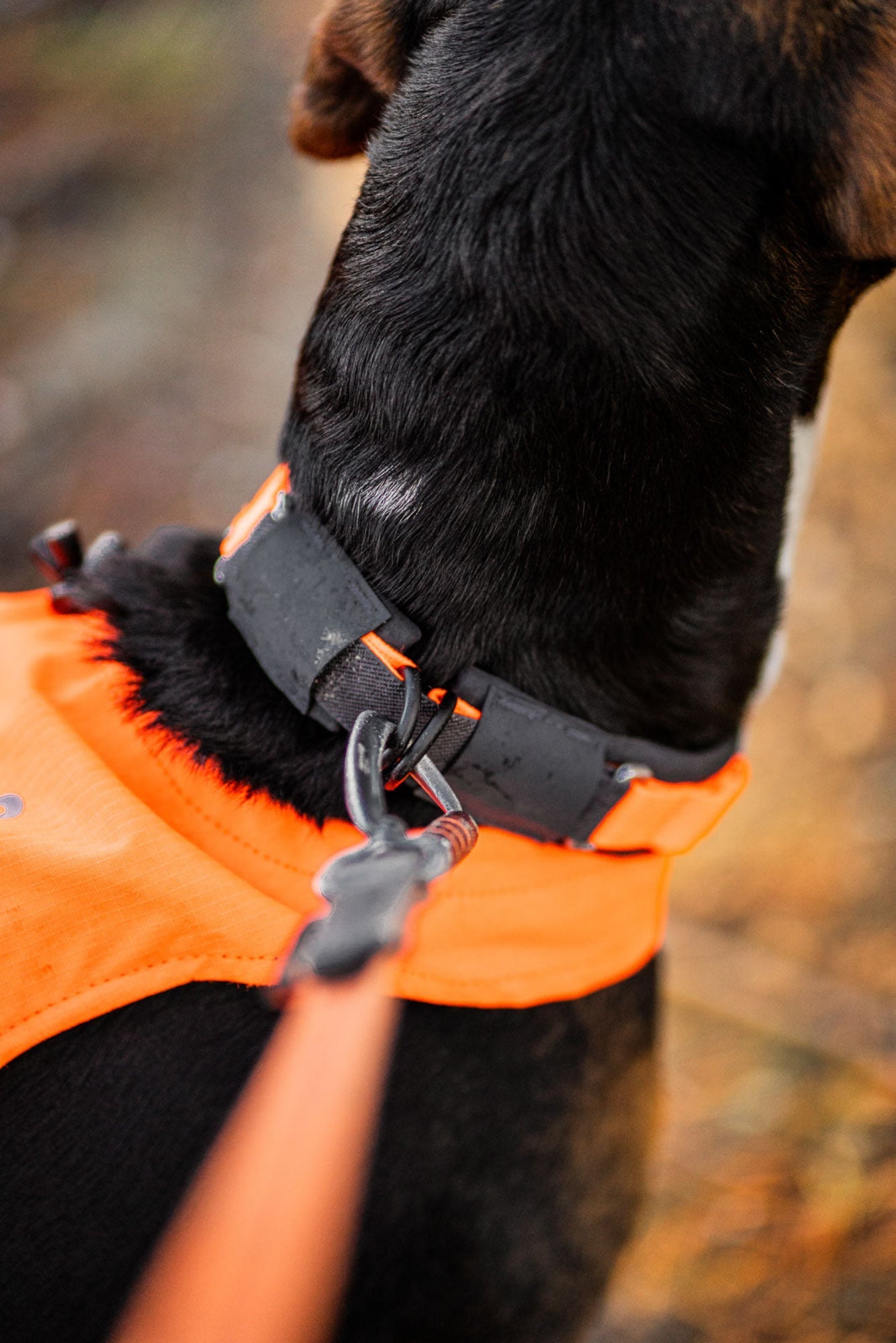 Non-stop Protector collar koiran panta, orange Nordic Pet Shop