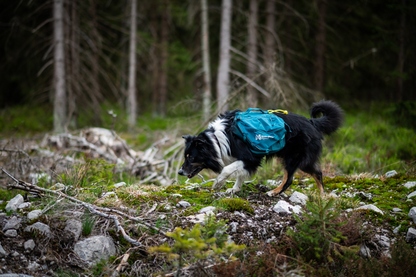 Non-stop Trail quest dog backpack koiran reppu, dark teal Nordic Pet Shop