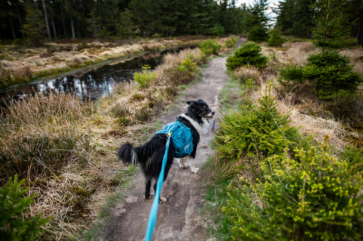 Non-stop Trail quest dog backpack koiran reppu, dark teal Nordic Pet Shop