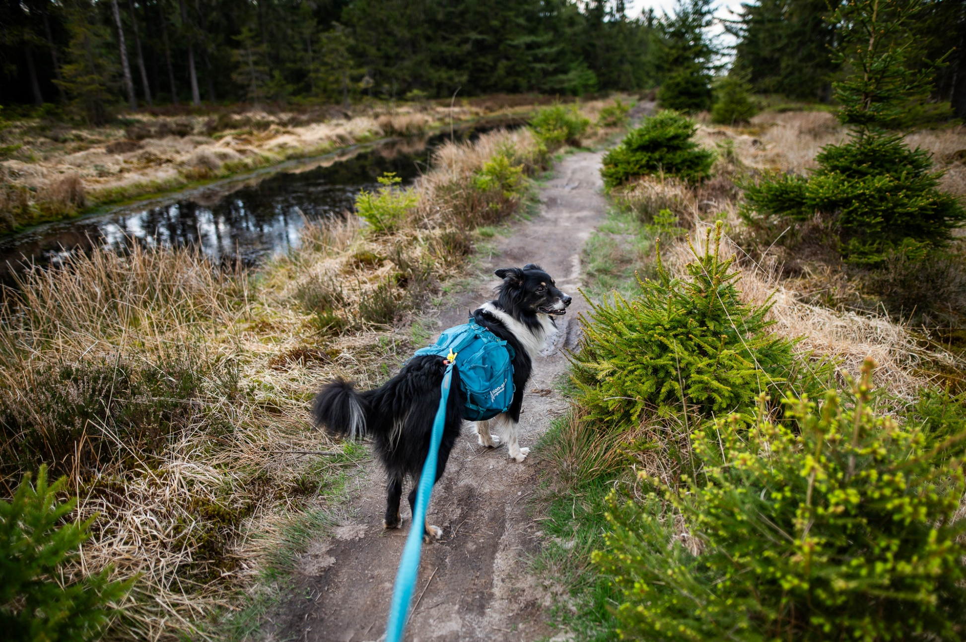 Non-stop Trail quest dog backpack koiran reppu, dark teal Nordic Pet Shop