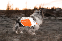 Non-stop Reflection blanket -heijastinliivi koiralle Nordic Pet Shop