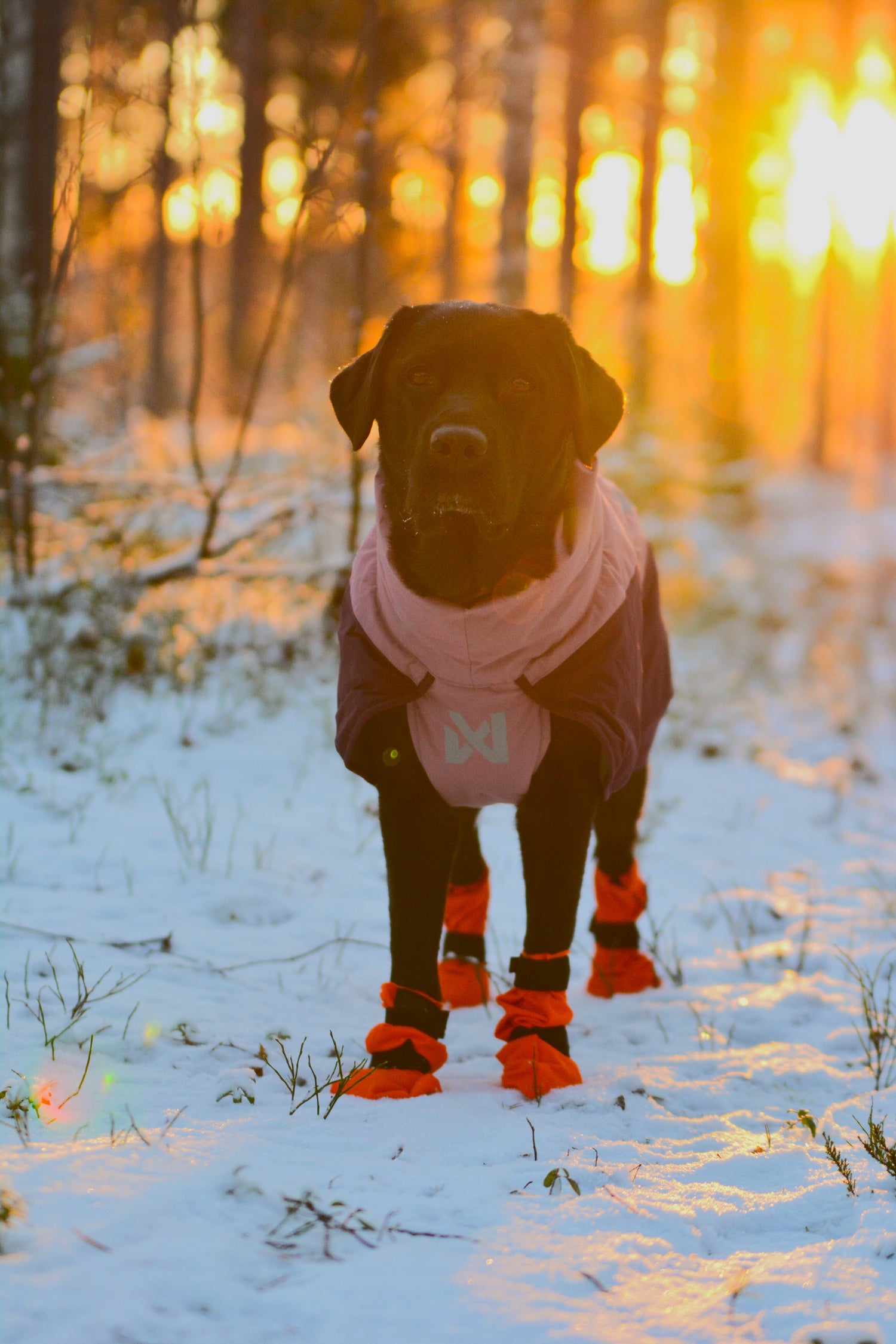 Nordic Pet Shopin Lilli labradorinnoutaja esittelee Non-stop Glasier jacket 3.0 -takkia ja Non-stop Contact Bootie high -tossuja