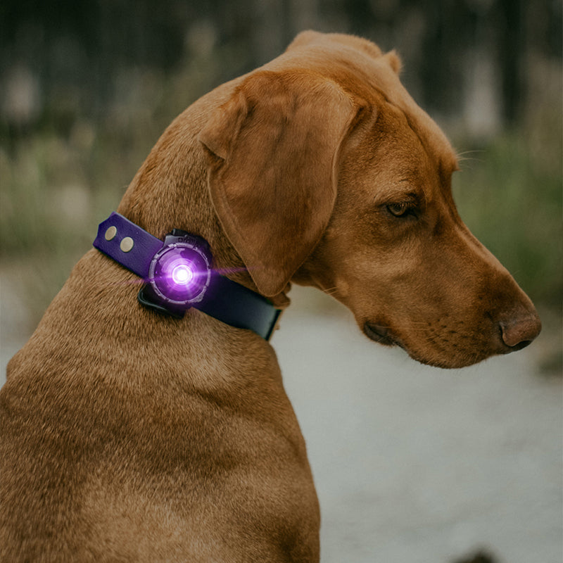 Orbiloc Dual huomiovalo lemmikeille, lila 2