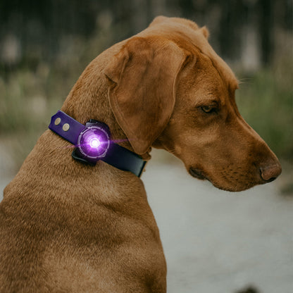 Orbiloc Dual huomiovalo lemmikeille, lila 2