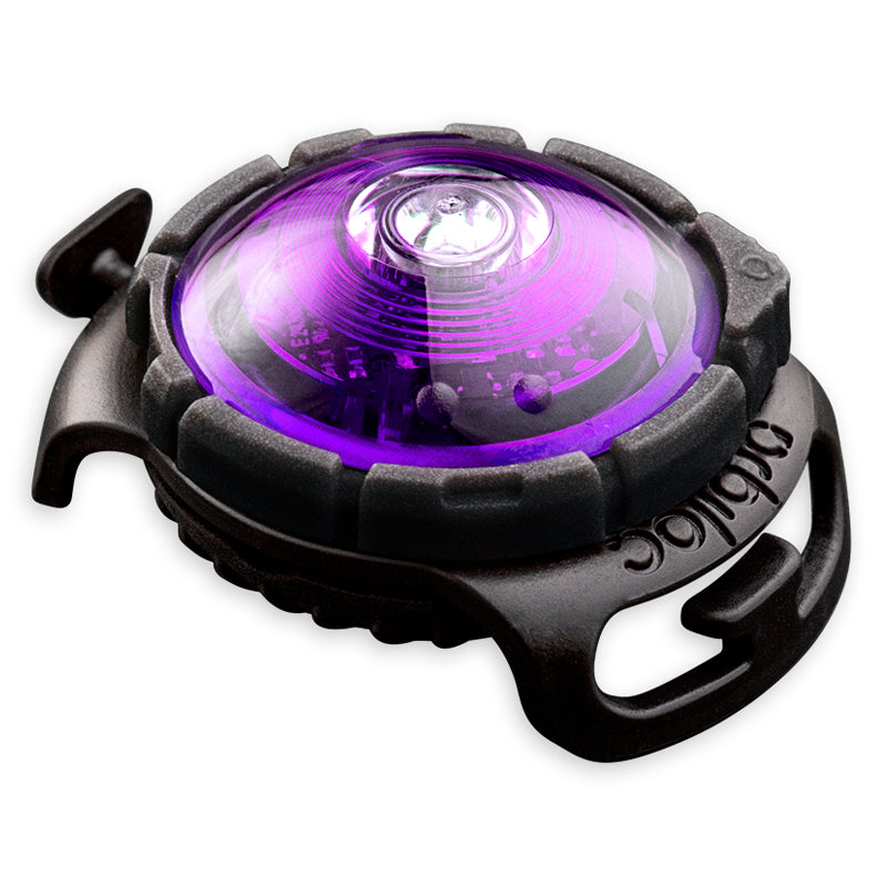 Orbiloc Dual huomiovalo lemmikeille lila