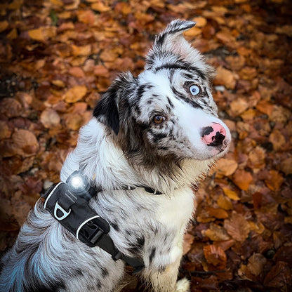 Orbiloc Dual huomiovalo lemmikeille, tumma 1