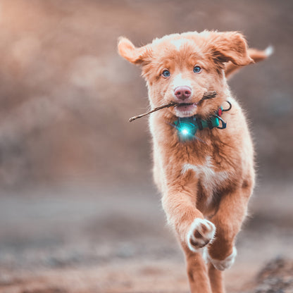 Orbiloc Dual huomiovalo lemmikeille, turkoosi 1