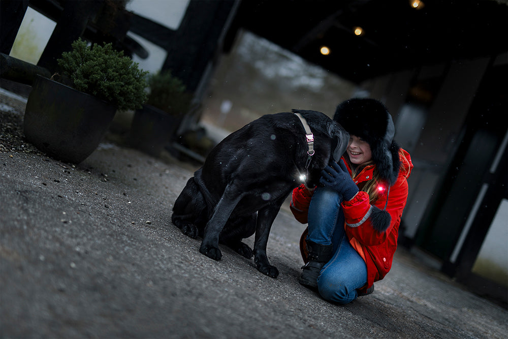 Orbiloc Dual huomiovalo lemmikeille 2 kpl pakkaus 2