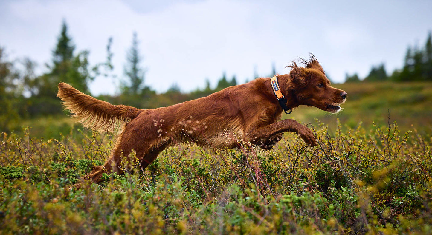 Non-stop Protector collar koiran panta, orange