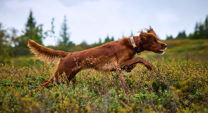 Non-stop Protector collar koiran panta, orange