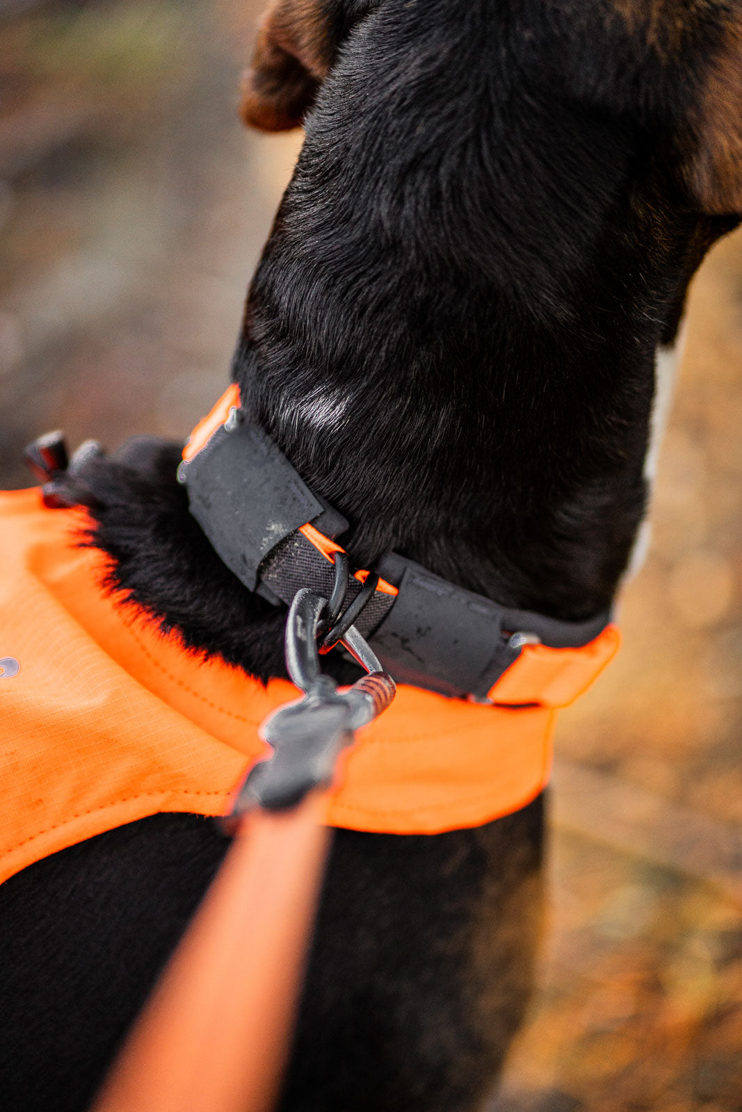 Non-stop Protector collar koiran panta, orange