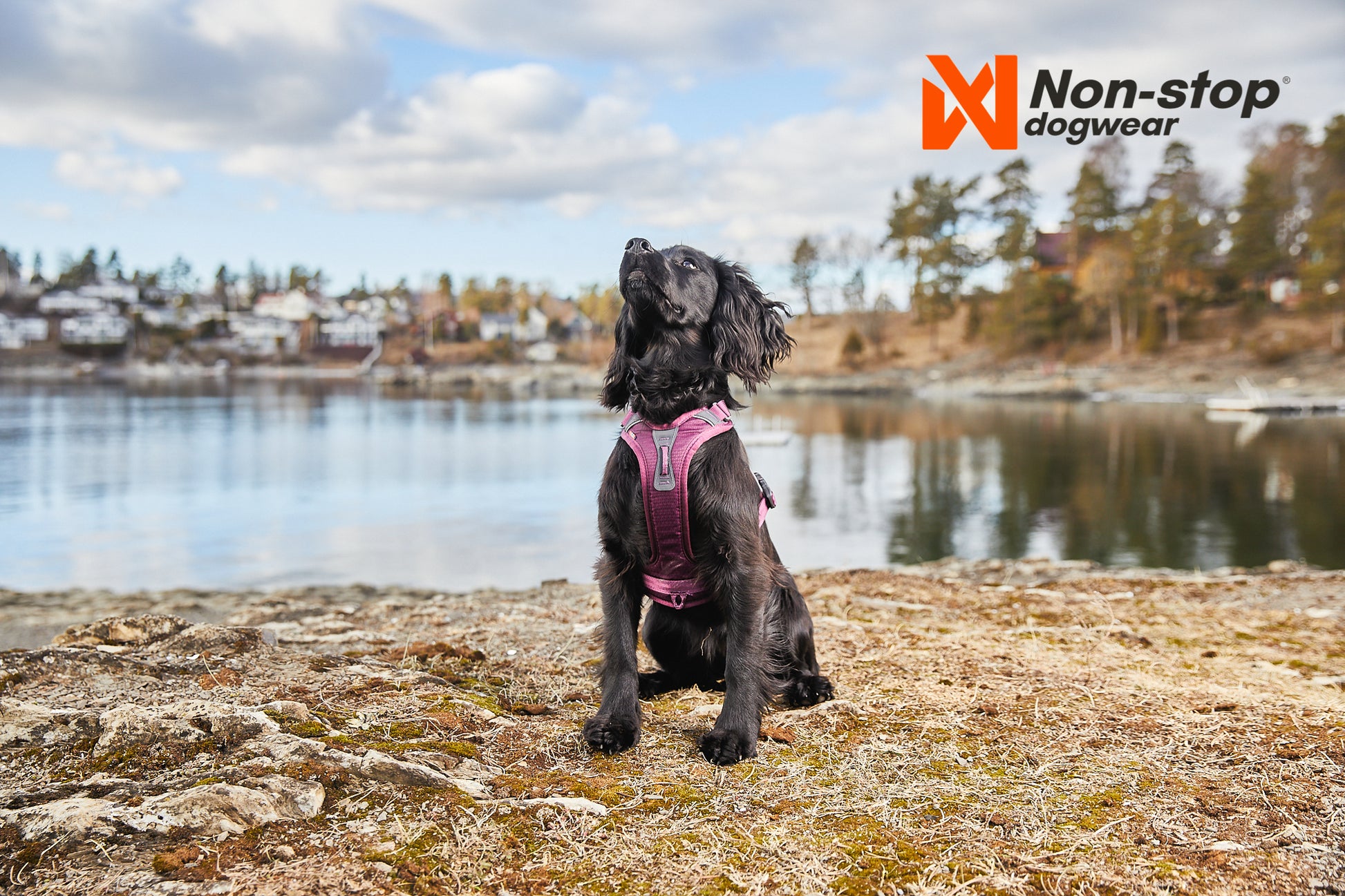Non-stop Ramble harness koiran valjaat Nordic Pet Shop
