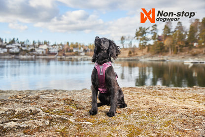 Non-stop Ramble harness koiran valjaat Nordic Pet Shop