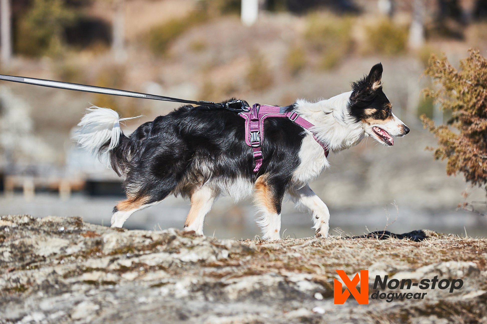 Non-stop Ramble harness koiran valjaat Nordic Pet Shop
