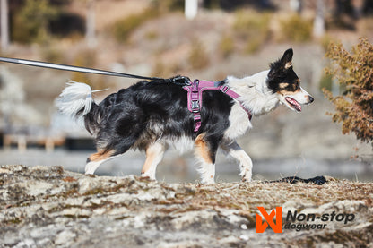 Non-stop Ramble harness koiran valjaat Nordic Pet Shop
