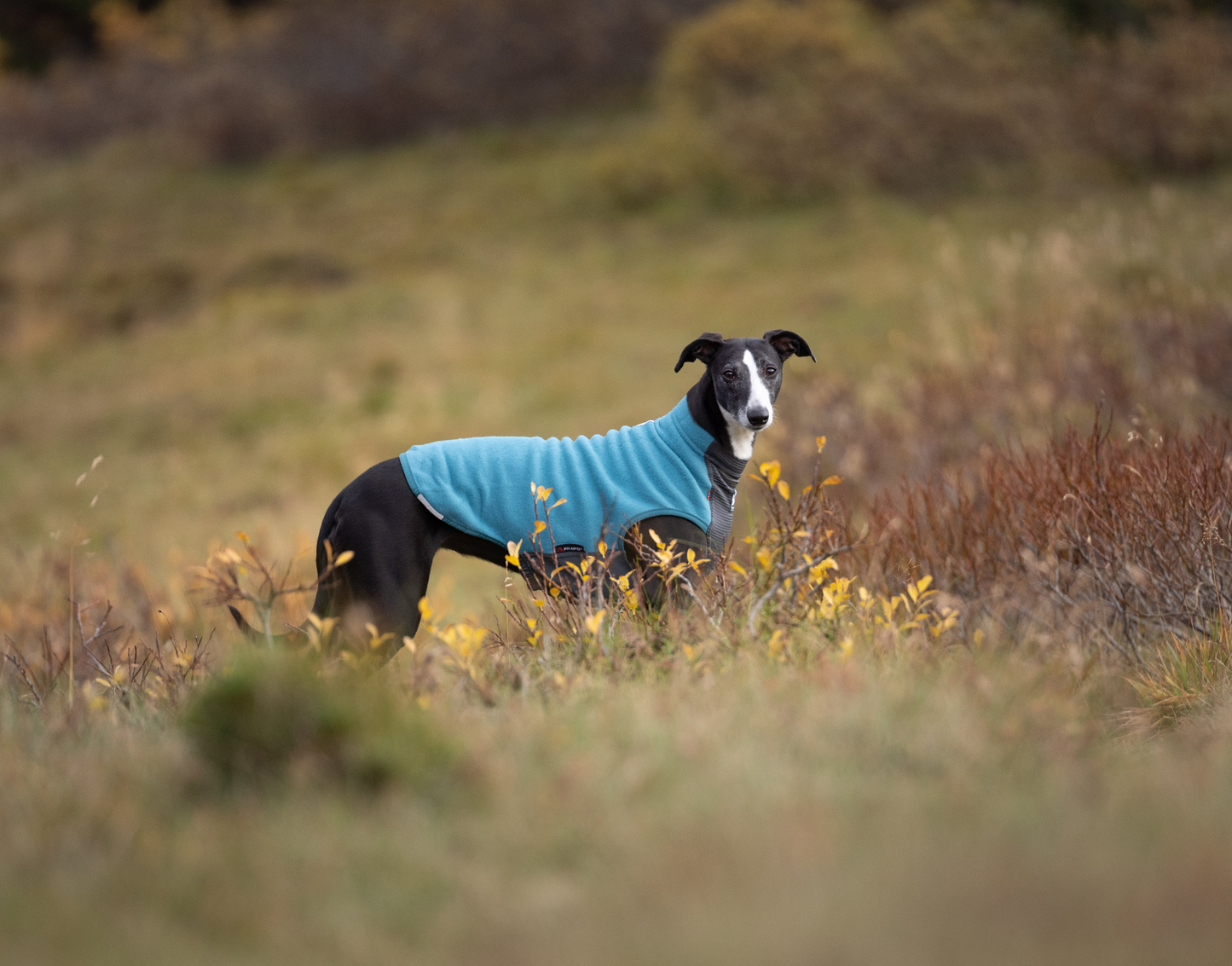 Non-stop Trail quest fleece pullover koiran fleecepusero, teal Nordic Pet Shop