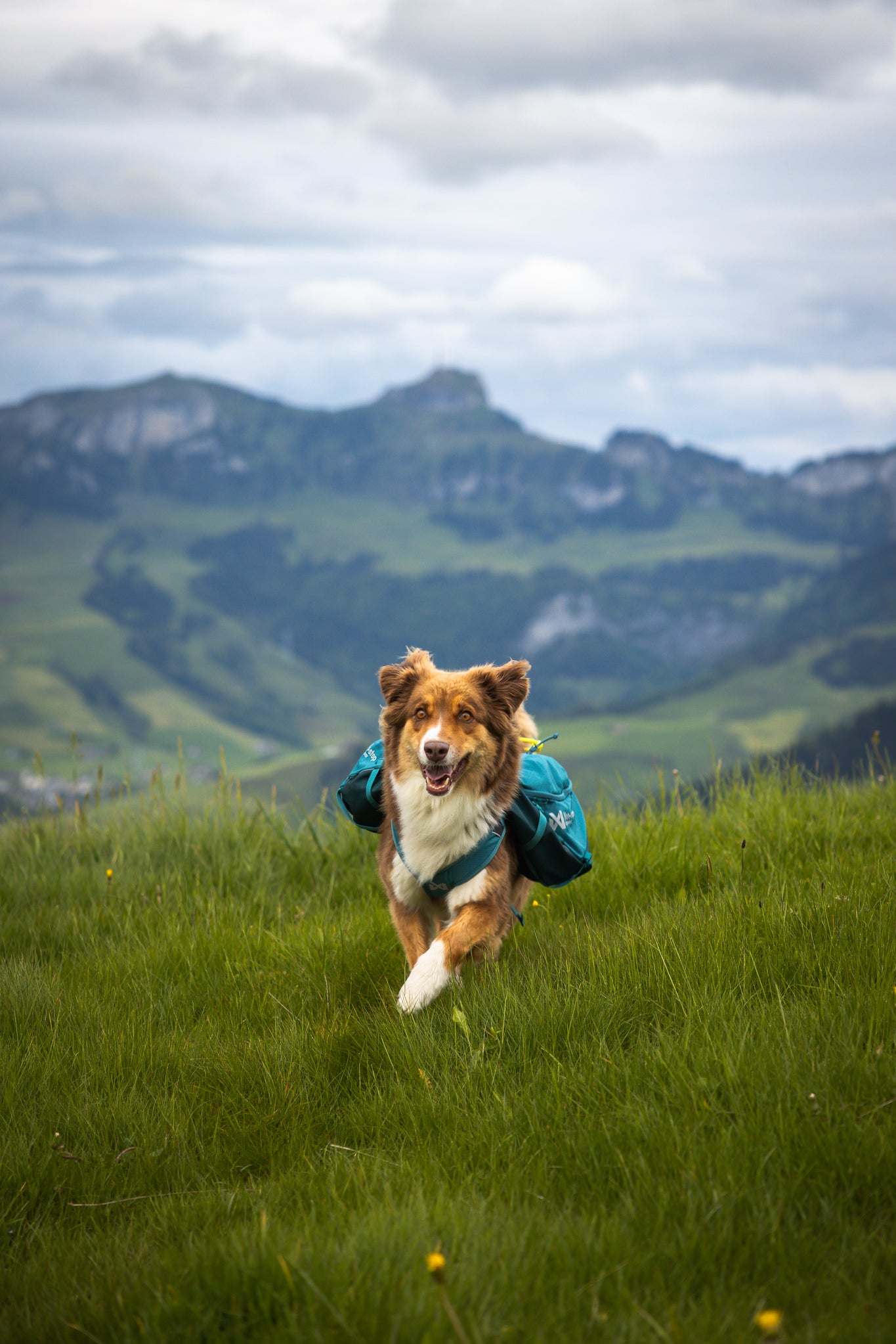 Non-stop Trail quest dog backpack koiran reppu, dark teal