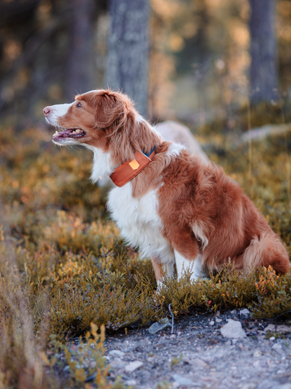 Woolly Wolf 360 koiran panta, terracotta mix