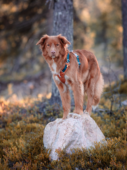 Woolly Wolf Alpha 360 koiran valjaat, terracotta mix