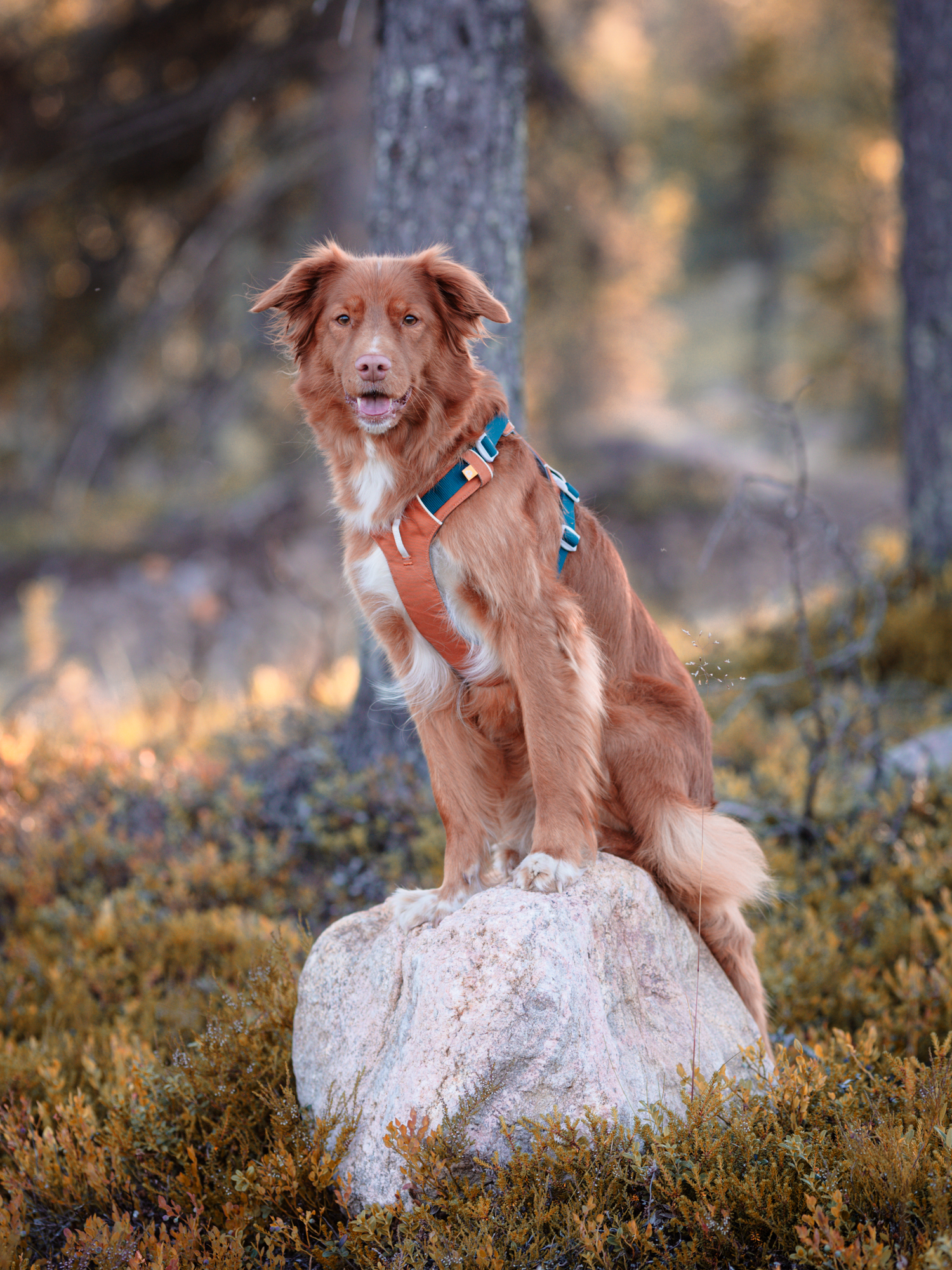 Woolly Wolf Alpha 360 koiran valjaat, lavender mix Nordic Pet Shop