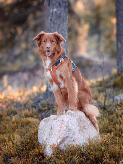 Woolly Wolf Alpha 360 koiran valjaat, lavender mix Nordic Pet Shop