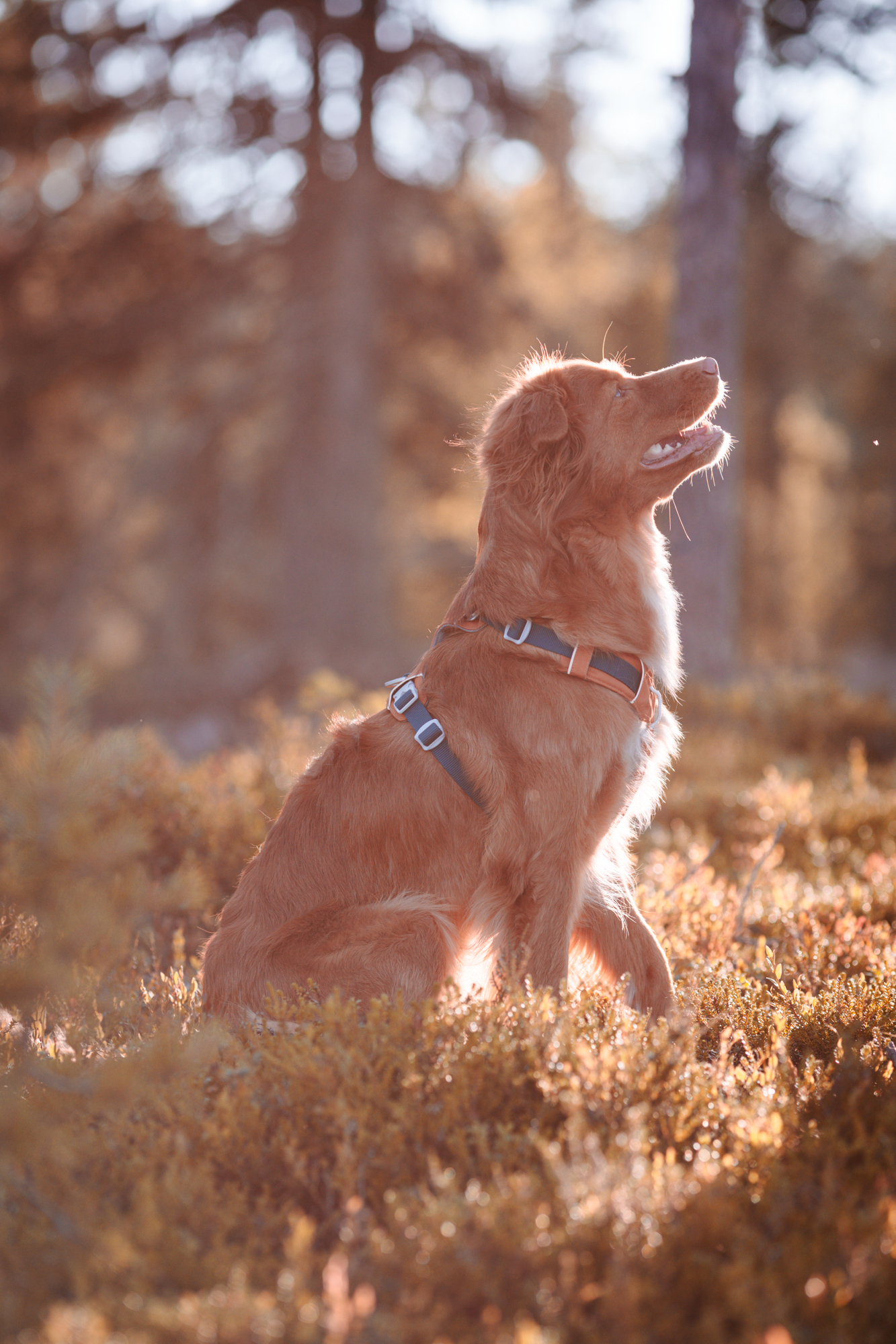 Woolly Wolf Alpha 360 koiran valjaat, terracotta mix