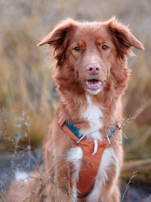 Woolly Wolf Alpha 360 koiran valjaat, terracotta mix