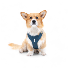 Woolly Wolf Roam Harness koiran valjaat, teal